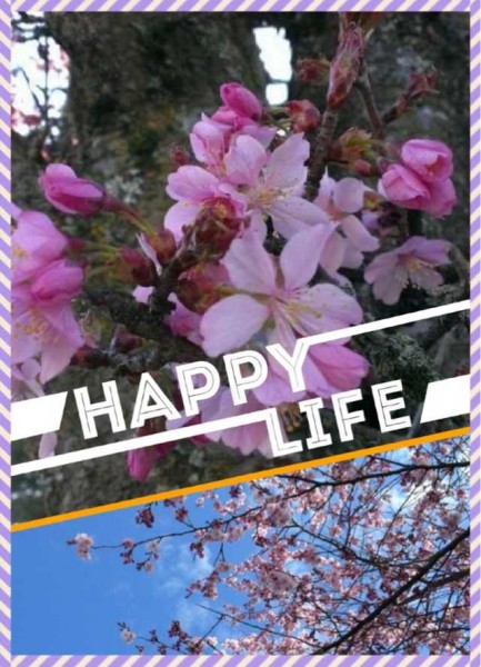 樱花—洋溢快乐生命气息