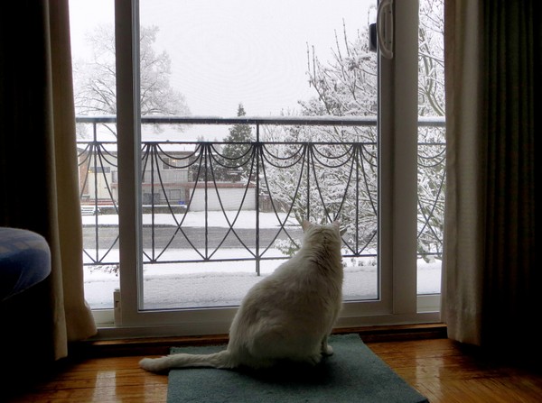我看白猫观白雪
