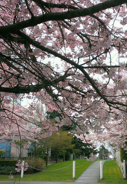 樱花盛开在温哥华社区中